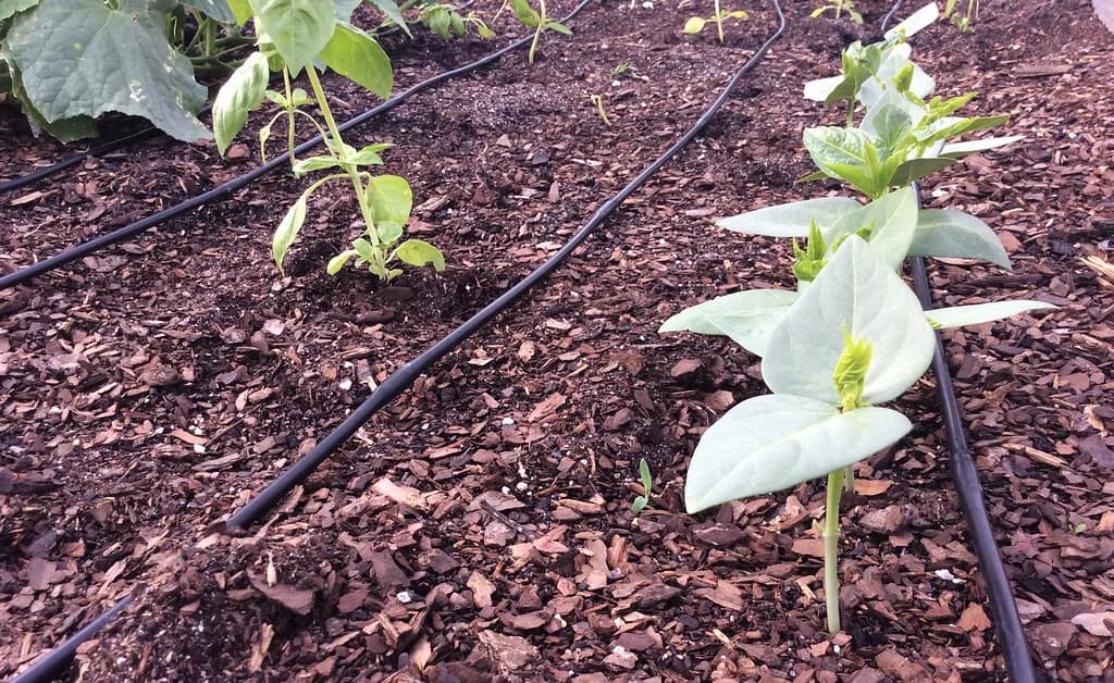 Drip irrigation line running through a mulched planting bed, watering plants at the root instead of overhead