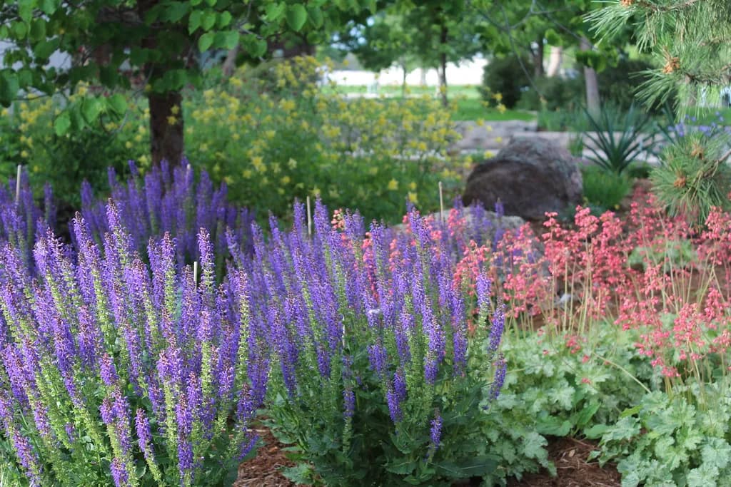 Low-water perennial bed with salvia, coral bells, boulders, and mulch in a Colorado demonstration garden